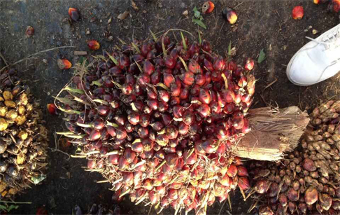 棕榈油料的介绍