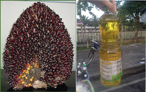 棕榈油营养成分