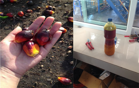 我国棕榈油消费情况