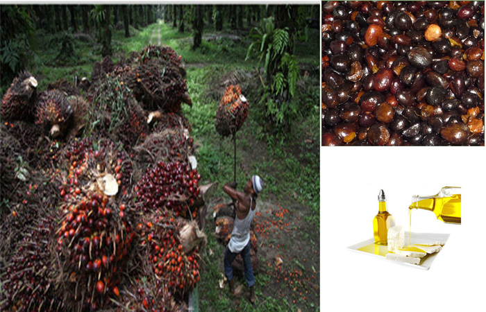 马来西亚棕榈油期货行情评述:因预期库存下滑，毛棕榈油两日来首涨