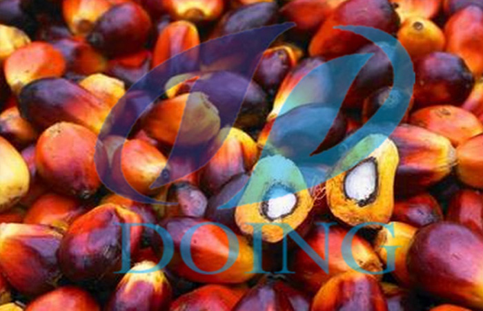 如何制取棕榈油？