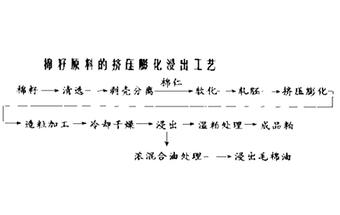 棉籽膨化浸出工艺