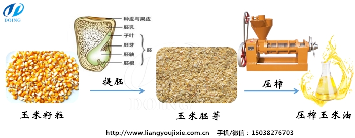 玉米油压榨