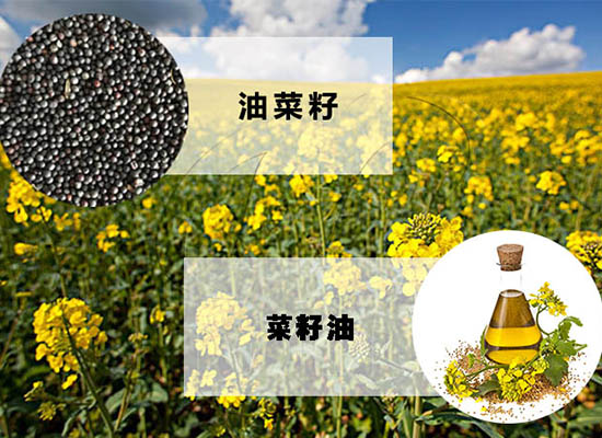 加工菜籽油能赚钱吗？