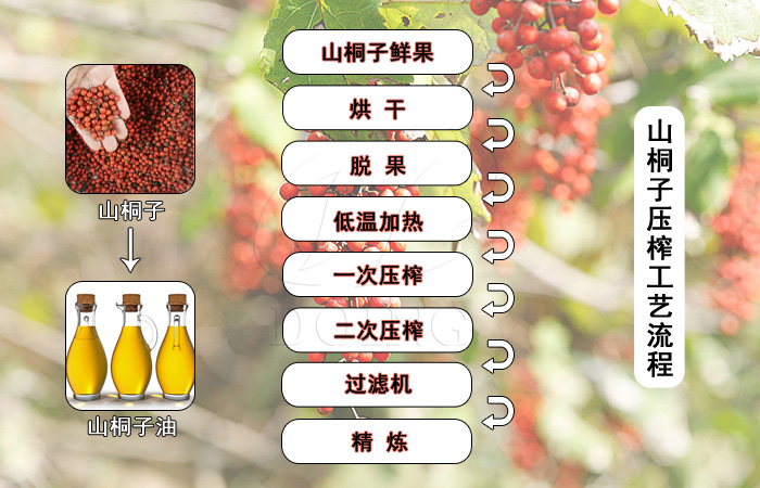 山桐子榨油工艺