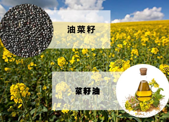 投资建设菜籽油加工厂，需要考虑哪些问题？