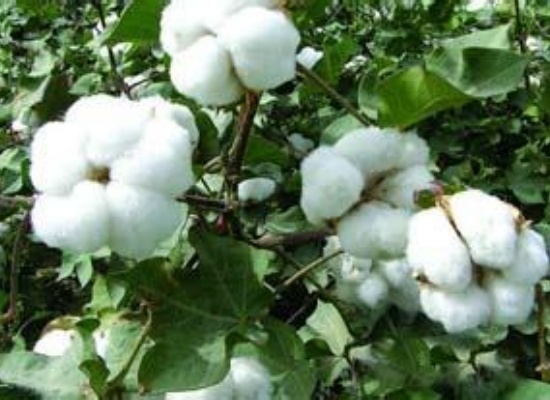 棉籽油为什么叫“黑油”？精炼工艺如何脱除棉籽油中的棉酚？