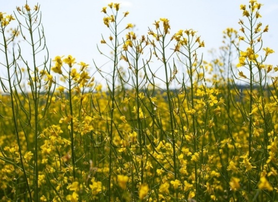 菜籽油的异味来自哪里？食用油加工厂如何去除菜籽油的异味