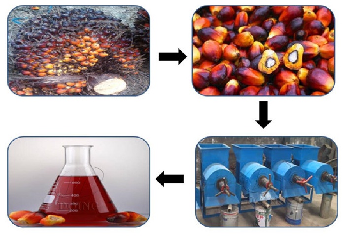 棕榈果压榨工艺