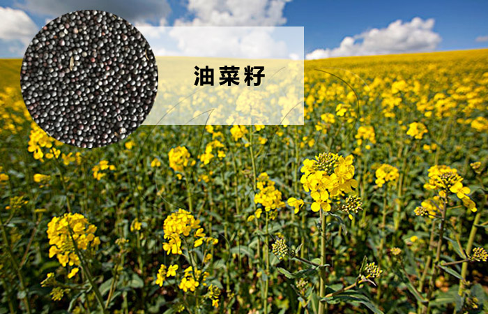 菜籽油压榨