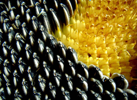 如何从葵花籽中生产葵花籽油？葵花籽油的生产方法有哪些？