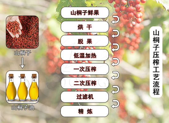 技术加持，“树上油库”山桐子渐成油品新贵！