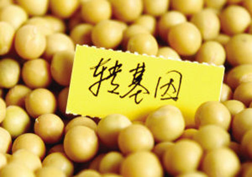 转基因大豆