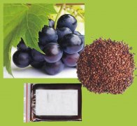 葡萄籽油料介绍