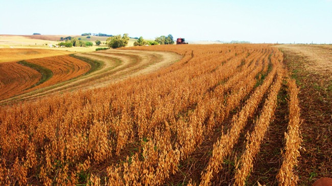 大豆产区